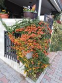 Apartman Fenix Niš