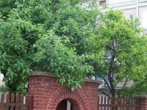 Vila MILENOVIC Selo Rajac - Negotin