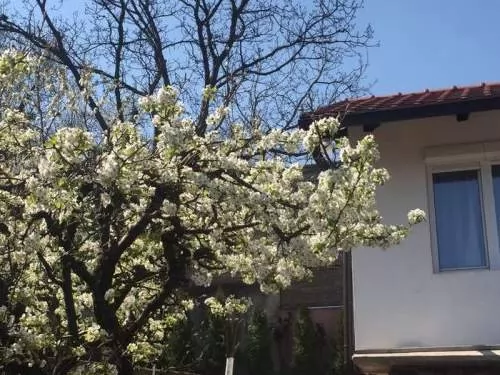 SOBE LJUBICA Banja Vrdnik